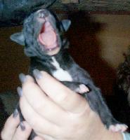 PUPPY YAWNING