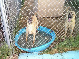 The race pups have wading pools in the summer.  They love to play in their pools, or nap in them!