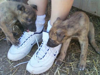 ROTTEN PUPS