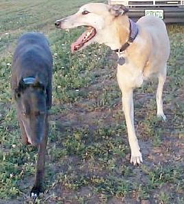 SHY AND RAZOR