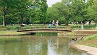 [Pic: Yoyogi Park]
