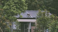 [Pic: Stray Monkeys]