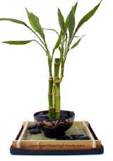 soba_centerpiece.jpg (15589 bytes)