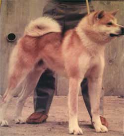 ancestor