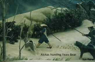 Akita hunting Bear
