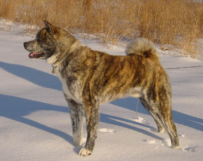 Bishamon January 2002