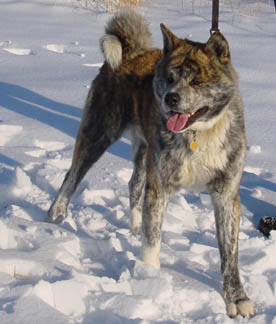 Bishamon Jan 2004