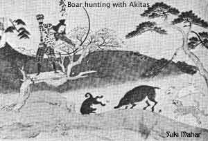 Akitas hunting boar