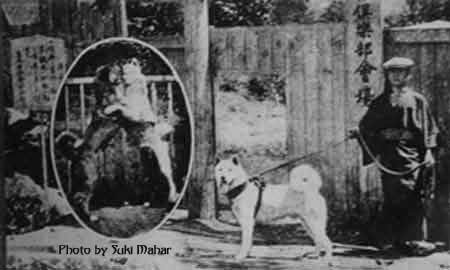 fighting dogs