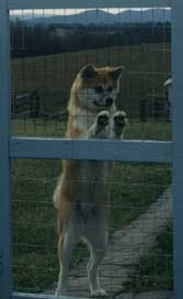 Guard Dog