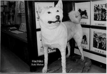 akita dog museum