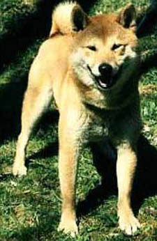 smiling shiba-Kinta