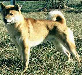 Aka Taka