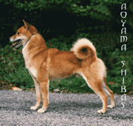 taketora banner