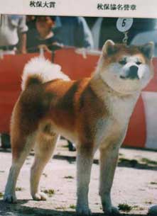 Tochi no Arashi Go