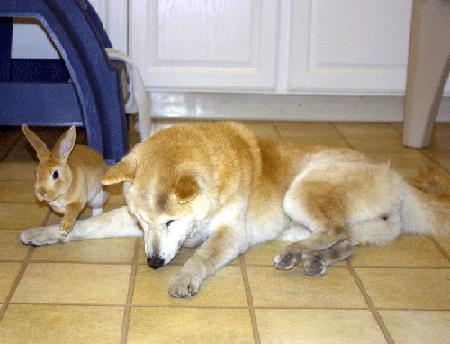 uni and her bunny