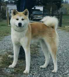 youkihi11months