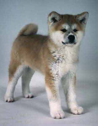 Youki Puppy