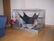 Ferret/Rabbit Cage