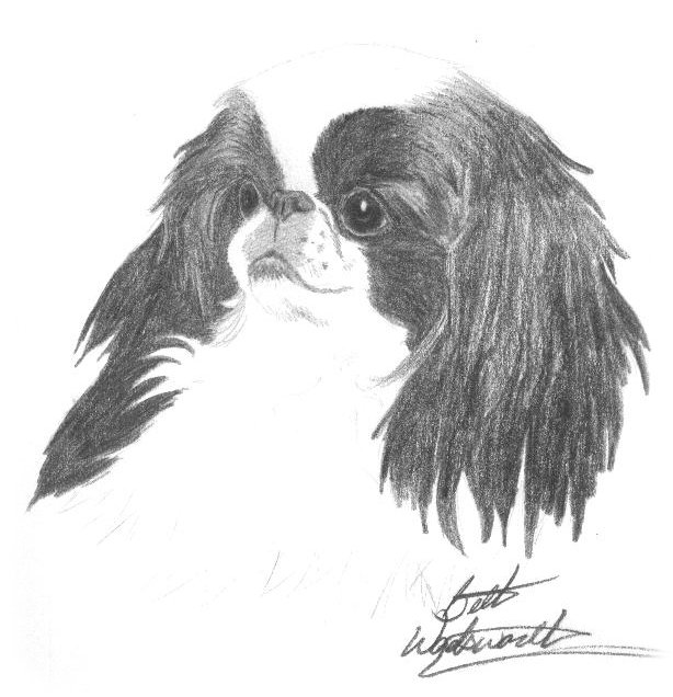 Japanese Chin