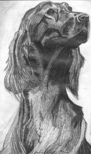 Irish Setter