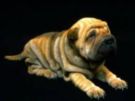 Pet health care