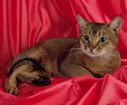 Pet health care