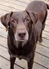 Pet health care