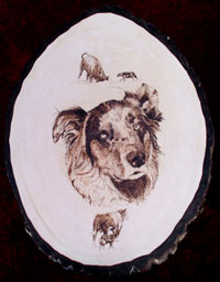 A beautiful Aussie boy - Extraordinary herding dog...