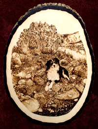 SOLD - "Chaco" of Placita's Miniature Australian Shepherds...
