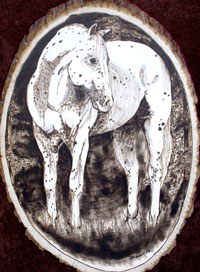 SOLD&nbsp; - Appaloosa!
