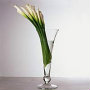 Arum lilies in a vase