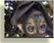 spectacled flying fox (Batty)