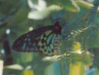A Cairns Birdwing butterfly