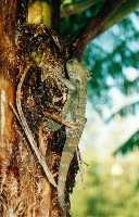 Yes, it's Boydii!  Boyd's Forest Dragon
