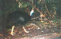 Cassowary.  If you're really lucky you might see one here.
