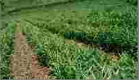 young ginger crop growing