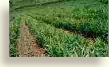 Ginger crop in rows