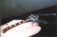 They shoot the mosquitoes with 12-bores up here!  No, no, it's just a dragonfly.