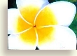 Frangipani - a painting from the Blossoming gallery