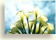 Arum lilies