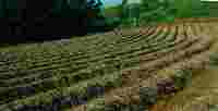 mulched rows of newly planted ginger