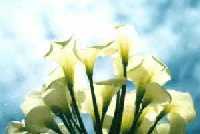 Arums in the sun