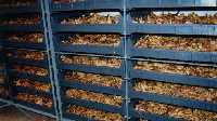 freshly harvested ginger drying in racks before packing into boxes