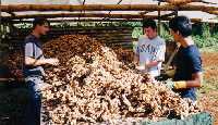 WWOOFers breaking up freshly harvested  ginger