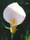 An arum spathe