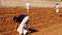 WWOOFers planting ginger