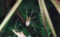 Golden Orb Weaver (Yellow-kneed spider to us)