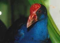 Swamp Hen ( Blue chook to us)