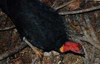 Scrub turkey doing his thing